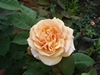 charles_austin
