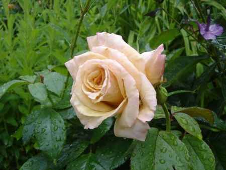 creme_caramel