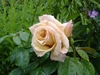 creme_caramel