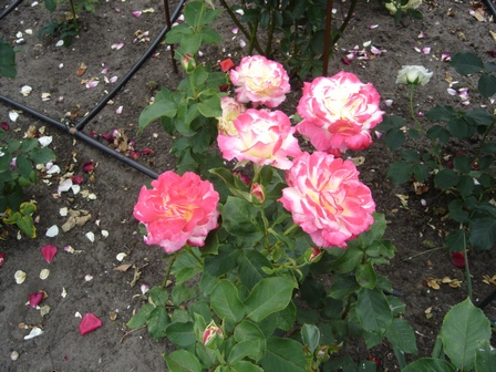 double_delight