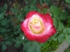 double_delight