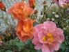 edith_holden