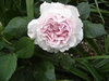 gartentraume