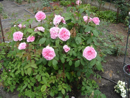 gertrude_jekyll
