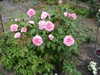 gertrude_jekyll