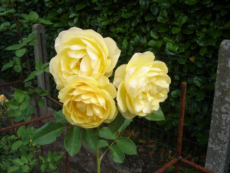 graham_thomas