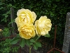 graham_thomas