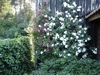 guirlande_damour
